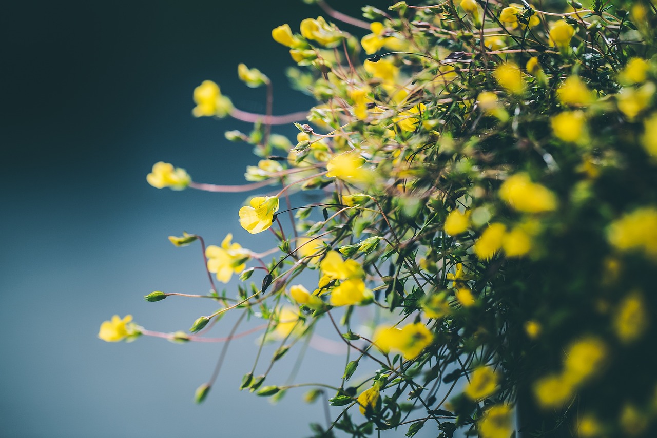 How to Start a Community Garden